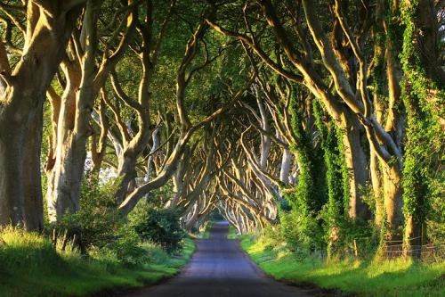 the dark hedges.jpg_1593977435